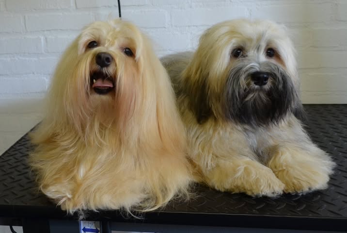 Onze Havanezers, Bailey en Brandy.