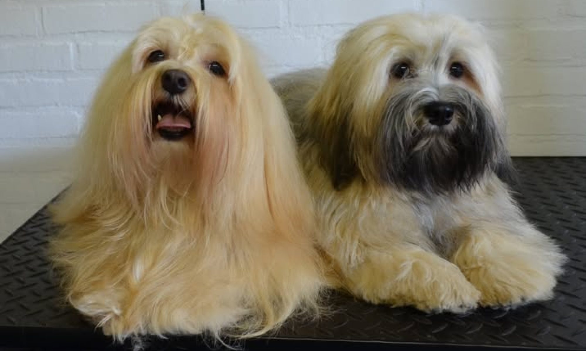 Onze Havanezers, Bailey en Brandy.